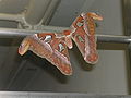 Atlas moth