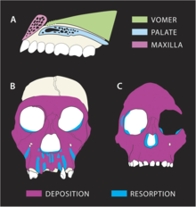 Comparaison des croissances osseuses entre le crâne d'un juvénile d'Australopithicus sediba (à gauche) et celui d'Australopithecus africanus (à droite)