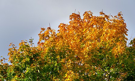Autumn maple in Tuntorp, Lysekil