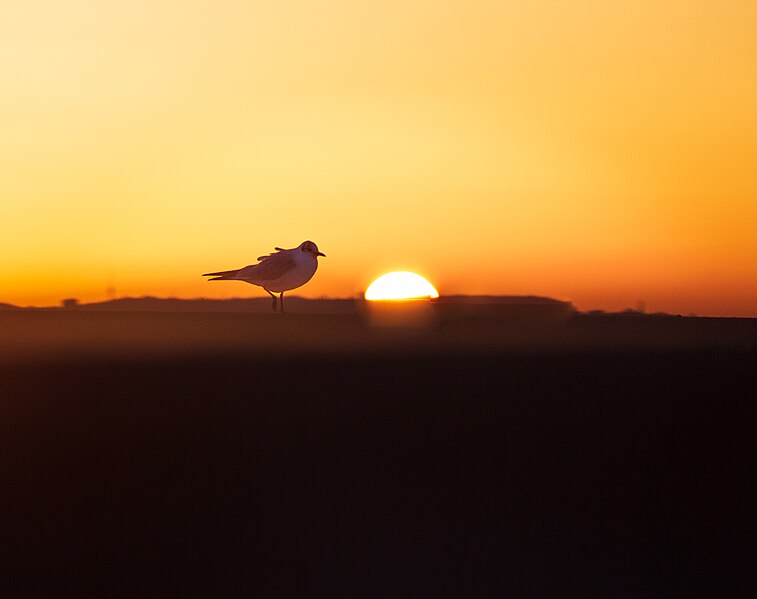 File:Aves do Tejo 4.jpg