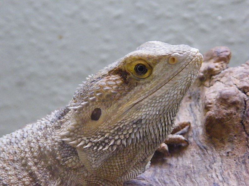 File:BLW Bearded Dragon.jpg