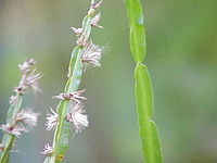 Baccharis genistelloides Baccharis venosa