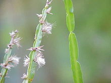 Baccharis genistelloides0.jpg