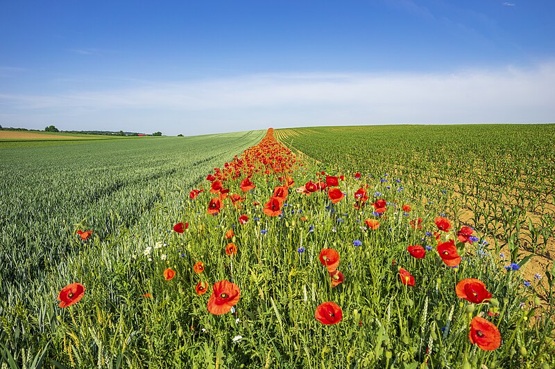 File:Bad Rappenau - Bonfeld - Blühstreifen mit Mohn und Kornblumen 2017 - 4.jpg