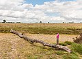 Balloërveld, natuurgebied in Drenthe.