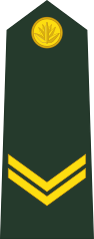 Army - shoulder