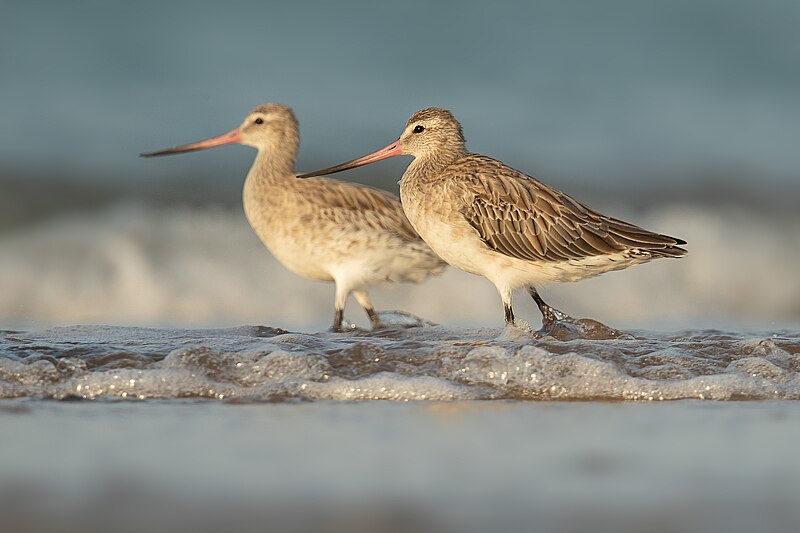 File:Bar-tailed Godwit 31276- Lee Point.jpg