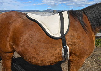 A horse with a bareback pad. Bareback pad 07.JPG