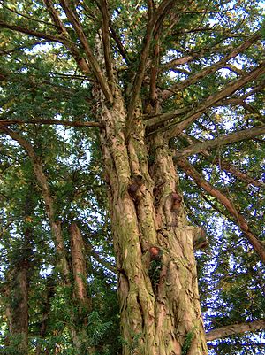 Taxus Baccata: Descripción, Hábitat, Usos