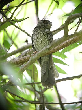 Descrizione dell'immagine Barred Owlet-Nightjar.jpg.