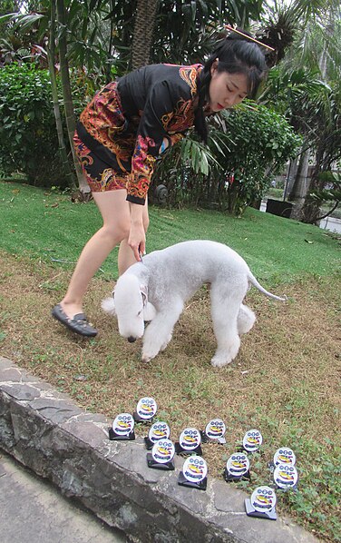 File:Bedlington Terrier Champion Dog Show2.jpg