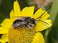 * Nomination A male solitary bee (Eucera cf. longicornis) -- Alvesgaspar 13:19, 31 August 2008 (UTC) * Promotion Dof and sharpness could be better, but good enough. Nice background. --Massimo Catarinella 15:00, 7 September 2008 (UTC)