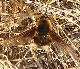 Bombylius helvus