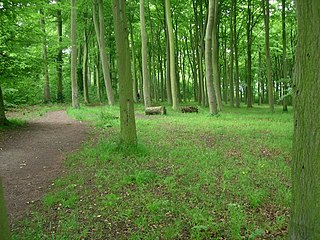 Beechwoods nature reserve in the United Kingdom