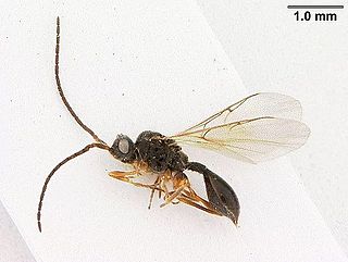 <span class="mw-page-title-main">Diapriidae</span> Family of wasps