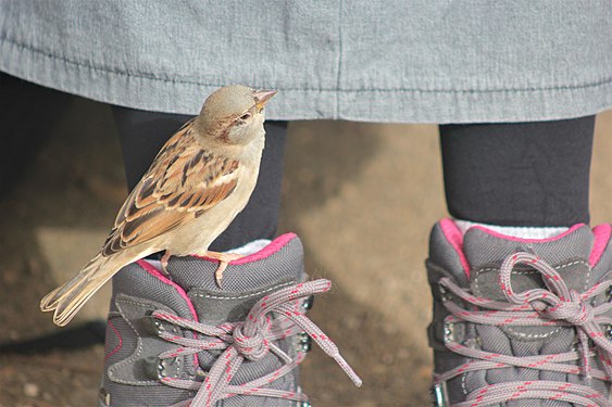 Sparrow perching on a boot