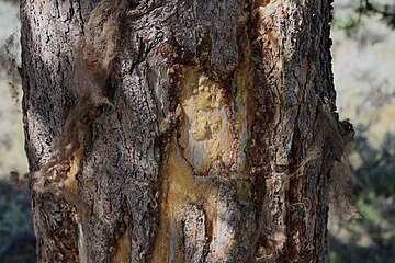 Bison-rubbed tree, with tufts of fur