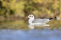 * Nomination A black-headed gull (Chroicocephalus ridibundus) swimming in parc Georges-Valbon, France. --Alexis Lours 23:00, 25 November 2023 (UTC) * Promotion  Support Good quality. --Tagooty 03:14, 26 November 2023 (UTC)