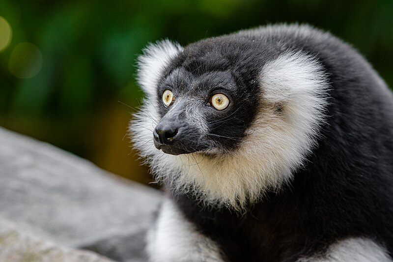 File:Black and white ruffed lemur - 51484600464.jpg