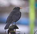 Blackbird (38919831814).jpg