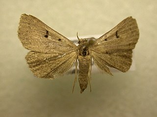 <i>Bleptina inferior</i> Species of moth