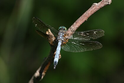 A Blue Dasher