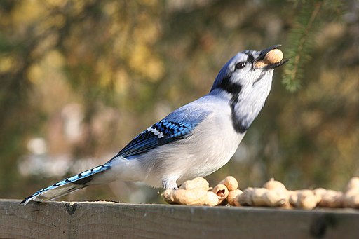 The beautiful Blue Jay . I read an interesting fact about blue jays - they  aren't really blue! The blue jay's feathers don't actually have…