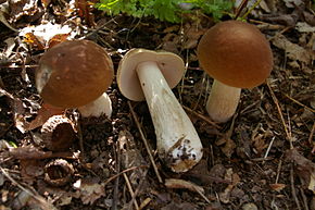 Resmin açıklaması Boletus nobilis 01.jpg.