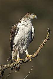 Bonelli's Eagle - Montsonis - Spain S4E8373 (24849913309).jpg