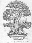 Tegning av bonsai. Tegnet av: Bjørn som tegner