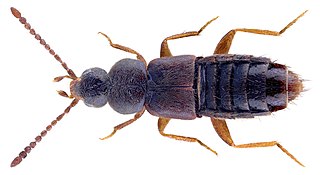 <i>Boreophilia</i> Genus of beetles