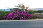 Bougainvillea in Hula Valley.JPG