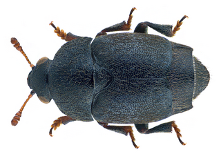 <i>Brachypterolus</i> Genus of beetles