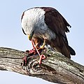 * Nomination Brahminy kite (Haliastur indus) tearing prey, side view, Kabini Lake, India --Tagooty 04:45, 31 December 2021 (UTC) * Promotion  Support Good quality -- Johann Jaritz 05:43, 31 December 2021 (UTC)