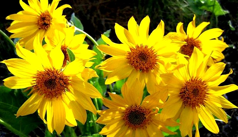 File:Branched Sunflowers.jpg