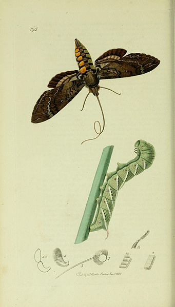 File:Britishentomologyvolume5Plate195.jpg