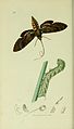 Illustration from John Curtis's British Entomology Volume 5, possibly the only British record for this species
