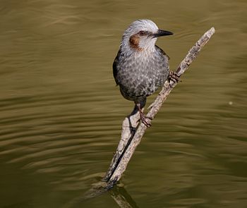 Brown-eared bulbul at Tennōji Park in Osaka, March 2017.