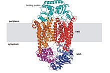 Structure of an ABC importer: BtuCD with binding protein (PDB: 2qi9 ) Btucd.jpg