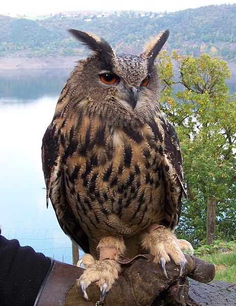 File:Bubo bubo (Uhu) 2009.jpg