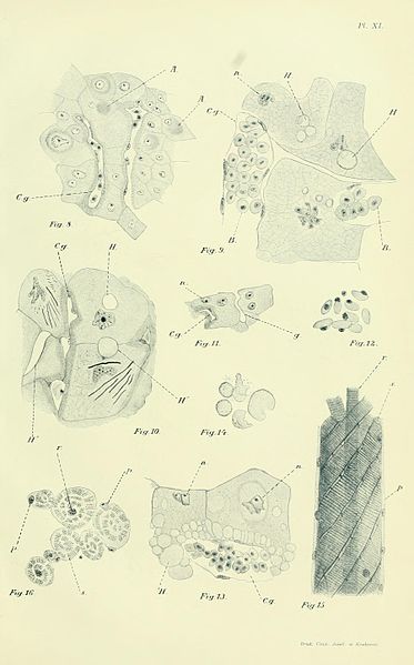 File:Bulletin international de l'Académie des sciences de Cracovie BHL13124132.jpg