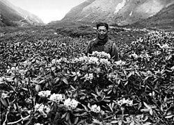 Bundesarchiv Bild 135-S-18-25-23, Tibetexpedition, Akey in Rhododendronbüschen.jpg