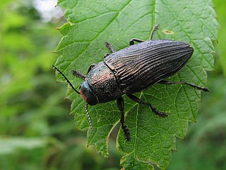 <i>Buprestis lyrata</i> Species of beetle