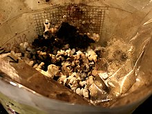 Charred popcorn burnt by leaving the microwave oven on too long Burnt popcorn from a microwave.jpg