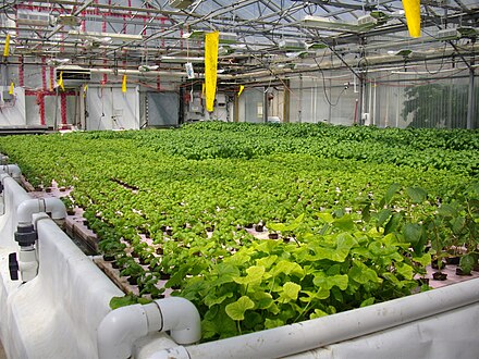 The deep water raft tank at the Crop Diversification Centre (CDC) South Aquaponics greenhouse in Brooks, Alberta