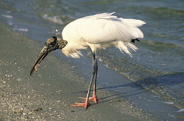 Wood stork (Mycteria americana) feeding