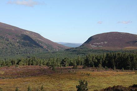 Caledonian pine forest in the Cairngorms