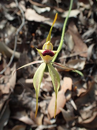 <i>Caladenia rhomboidiformis</i> Species of orchid