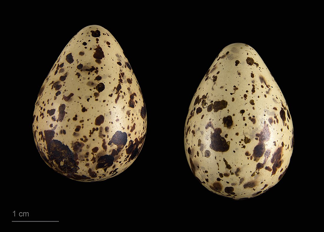 File:Calidris minuta MHNT.ZOO.2010.11.119.19.jpg