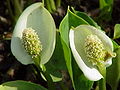 Calla palustris1.jpg